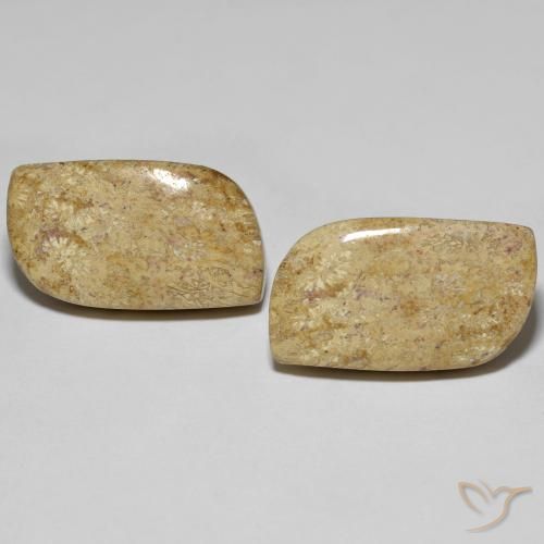 27.38ctw Natural Multicolor Coral fósil, Elegante, Opaco