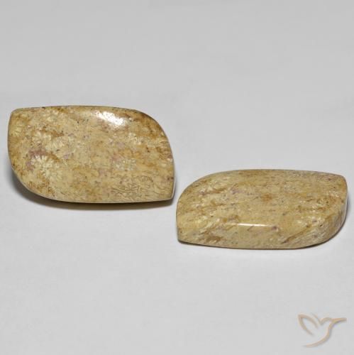 Gemas de Coral fósil Multicolor natural de 27.38 ct, Elegante, Opaco