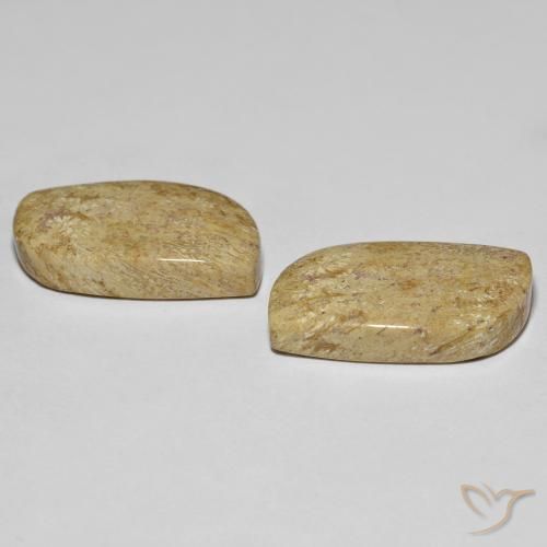 Gemas de Coral fósil Multicolor natural de 27.38 ct, Elegante, Opaco