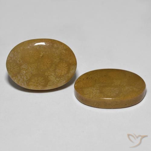 Gemas de Coral fósil Multicolor natural de 26.39 ct, Ovalada, Opaco