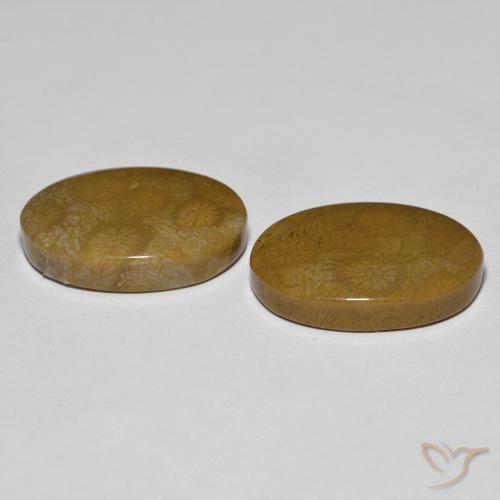 Gemas de Coral fósil Multicolor natural de 26.39 ct, Ovalada, Opaco