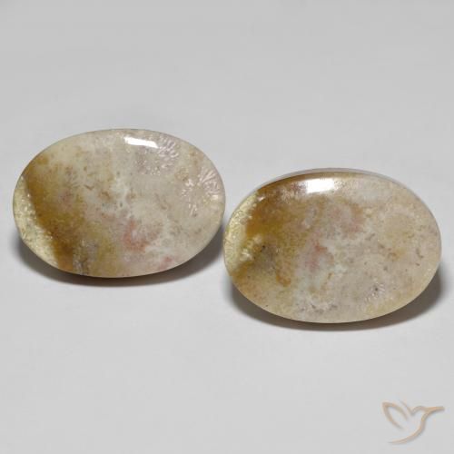 34.92ctw Natural Multicolor Coral fósil, Ovalada, Opaco
