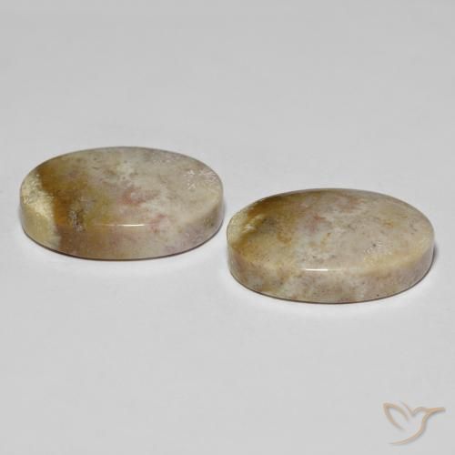 Gemas de Coral fósil Multicolor natural de 34.92 ct, Ovalada, Opaco