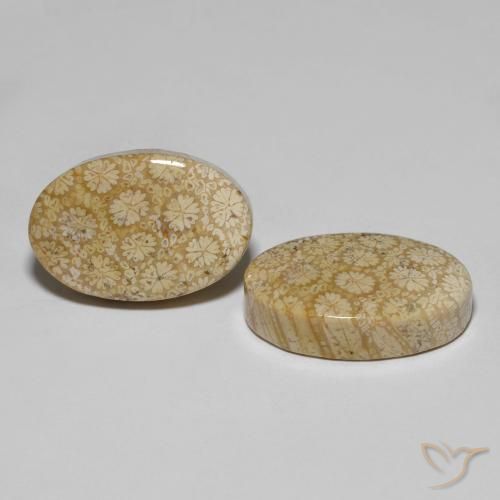 Gemas de Coral fósil Multicolor natural de 29.24 ct, Ovalada, Opaco