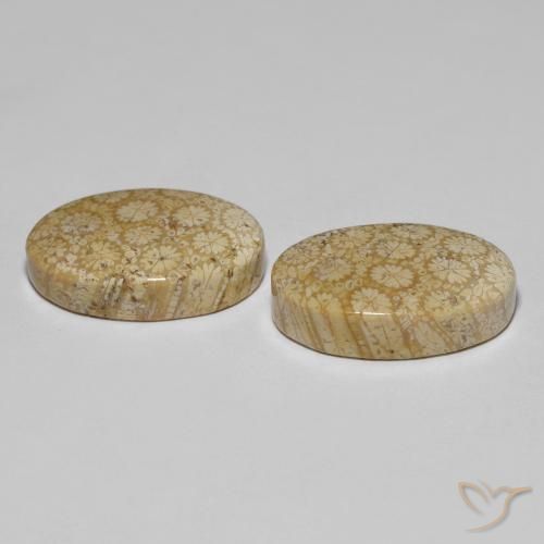 Gemas de Coral fósil Multicolor natural de 29.24 ct, Ovalada, Opaco
