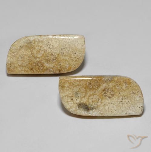 28.82ctw Natural Multicolor Coral fósil, Elegante, Opaco
