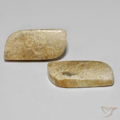 Gemas de Coral fósil Multicolor natural de 28.82 ct, Elegante, Opaco