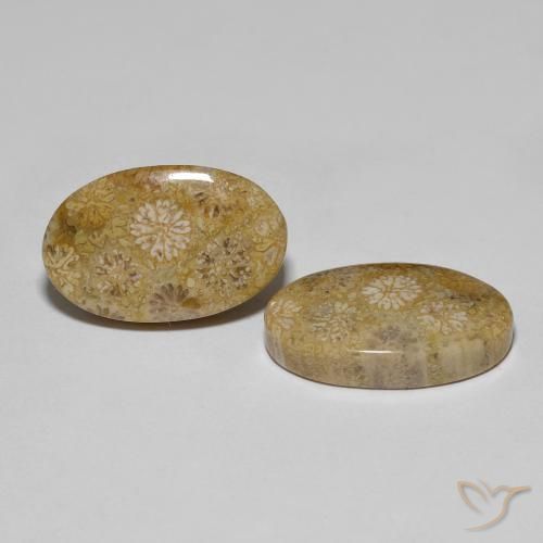 Gemas de Coral fósil Multicolor natural de 22.57 ct, Ovalada, Opaco