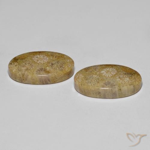 Gemas de Coral fósil Multicolor natural de 22.57 ct, Ovalada, Opaco