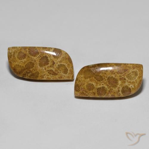 17.76ctw Natural Multicolor Coral fósil, Elegante, Opaco