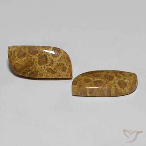Gemas de Coral fósil Multicolor natural de 17.76 ct, Elegante, Opaco