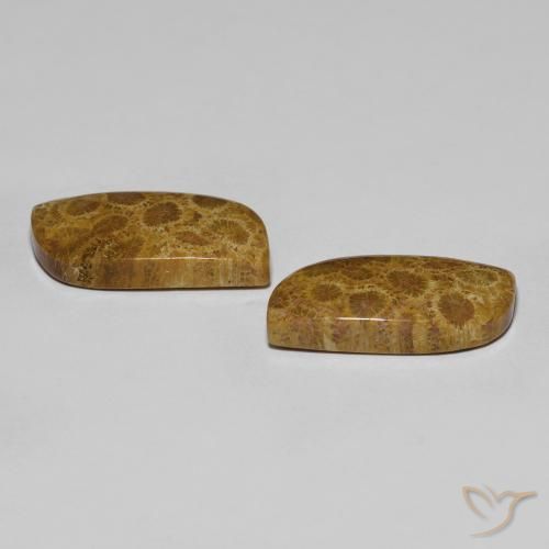 Gemas de Coral fósil Multicolor natural de 17.76 ct, Elegante, Opaco