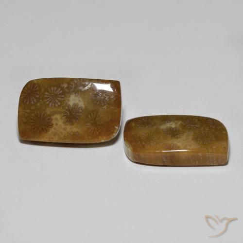 Gemas de Coral fósil Multicolor natural de 30.11 ct, Elegante, Opaco