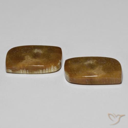 Gemas de Coral fósil Multicolor natural de 30.11 ct, Elegante, Opaco