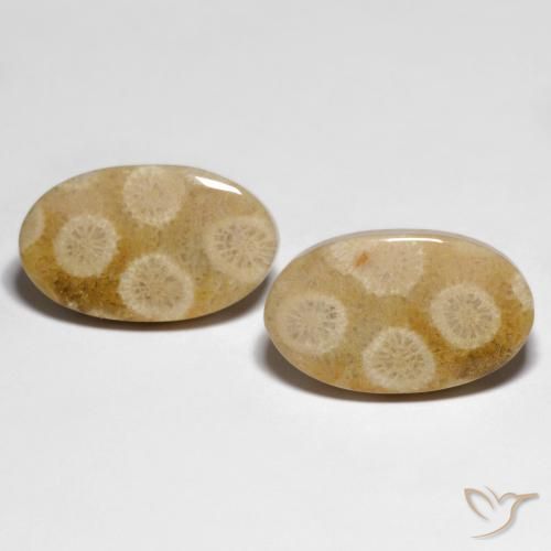 28.88ctw Natural Multicolor Coral fósil, Ovalada, Opaco