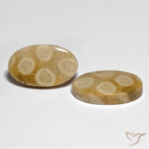 Gemas de Coral fósil Multicolor natural de 28.88 ct, Ovalada, Opaco