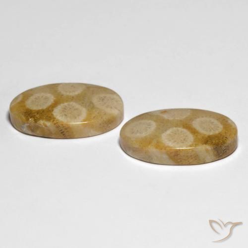 Gemas de Coral fósil Multicolor natural de 28.88 ct, Ovalada, Opaco
