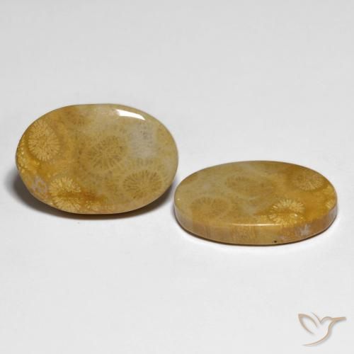 Gemas de Coral fósil Multicolor natural de 29.58 ct, Ovalada, Opaco