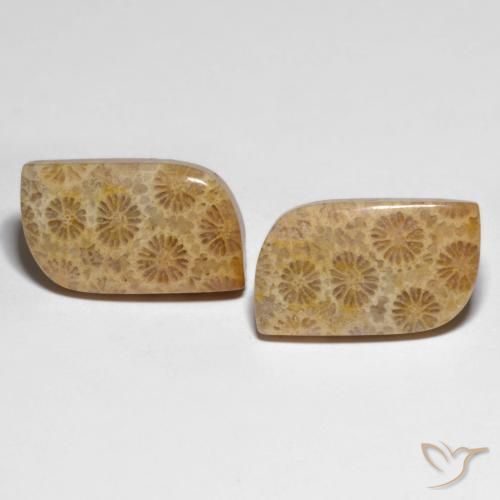 25.29ctw Natural Multicolor Coral fósil, Elegante, Opaco