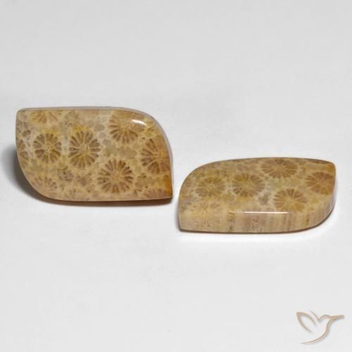 Gemas de Coral fósil Multicolor natural de 25.29 ct, Elegante, Opaco