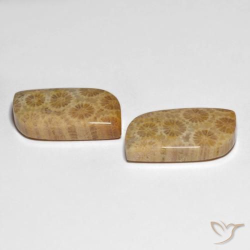 Gemas de Coral fósil Multicolor natural de 25.29 ct, Elegante, Opaco