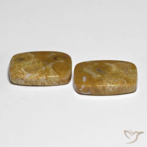 Gemas de Coral fósil Multicolor natural de 27.23 ct, Forma Cojín, Opaco