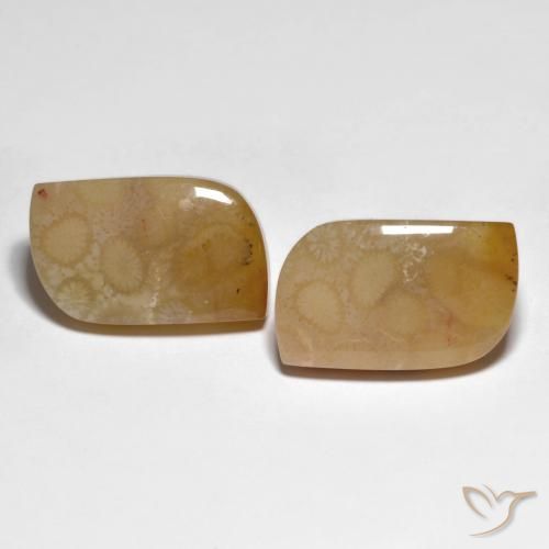 30.66ctw Natural Multicolor Coral fósil, Elegante, Opaco