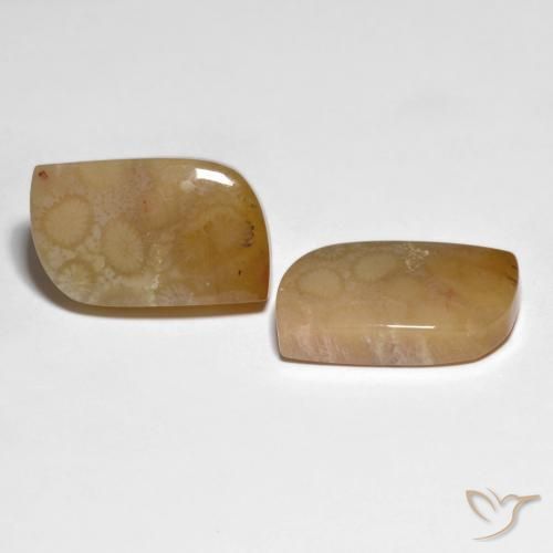 Gemas de Coral fósil Multicolor natural de 30.66 ct, Elegante, Opaco
