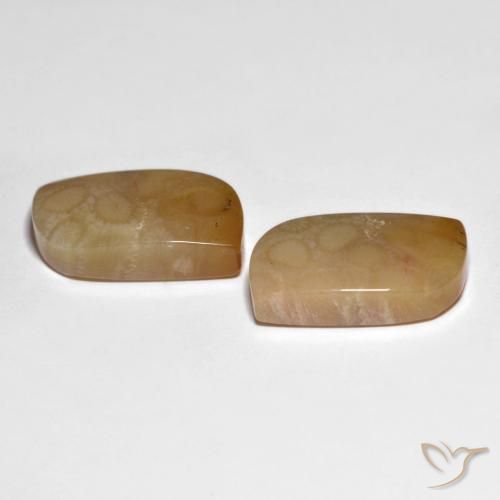 Gemas de Coral fósil Multicolor natural de 30.66 ct, Elegante, Opaco