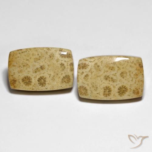 32.19ctw Natural Multicolor Coral fósil, Forma Cojín, Opaco