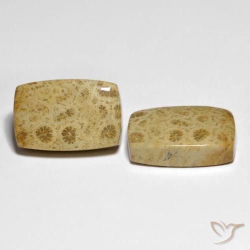 Gemas de Coral fósil Multicolor natural de 32.19 ct, Forma Cojín, Opaco