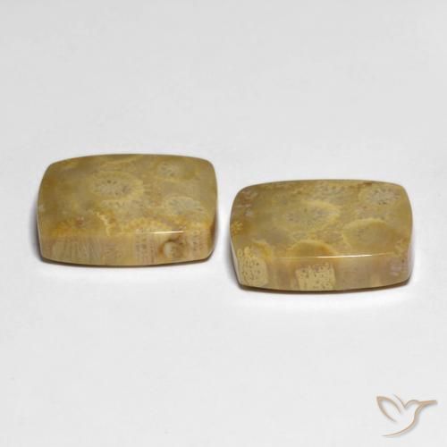 Gemas de Coral fósil Multicolor natural de 22.82 ct, Forma Cojín, Opaco