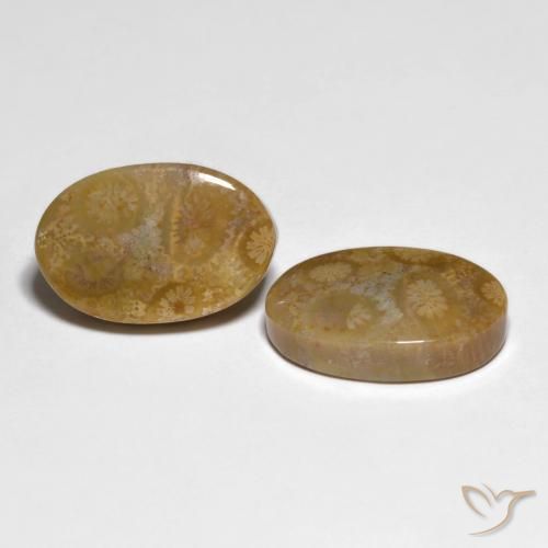 Gemas de Coral fósil Multicolor natural de 19.51 ct, Ovalada, Opaco
