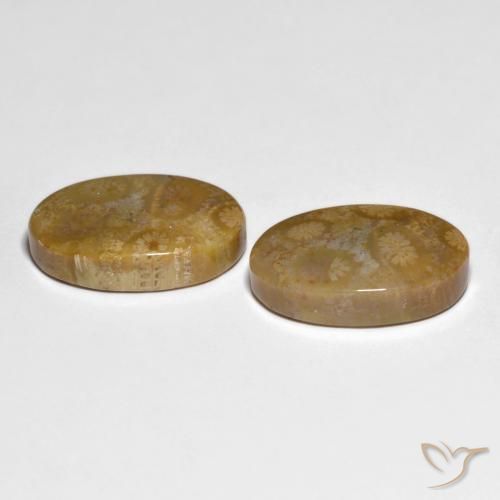 Gemas de Coral fósil Multicolor natural de 19.51 ct, Ovalada, Opaco