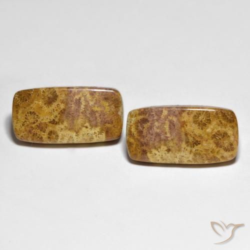 21.66ctw Natural Multicolor Coral fósil, Forma Cojín, Opaco