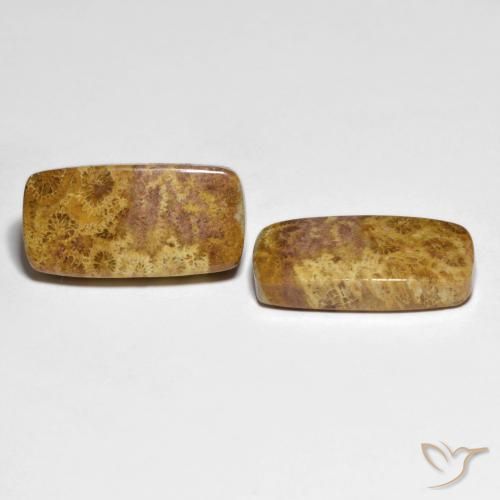 Gemas de Coral fósil Multicolor natural de 21.66 ct, Forma Cojín, Opaco