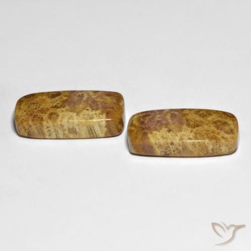 Gemas de Coral fósil Multicolor natural de 21.66 ct, Forma Cojín, Opaco