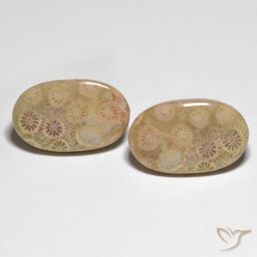 26.13ctw Natural Multicolor Coral fósil, Ovalada, Opaco