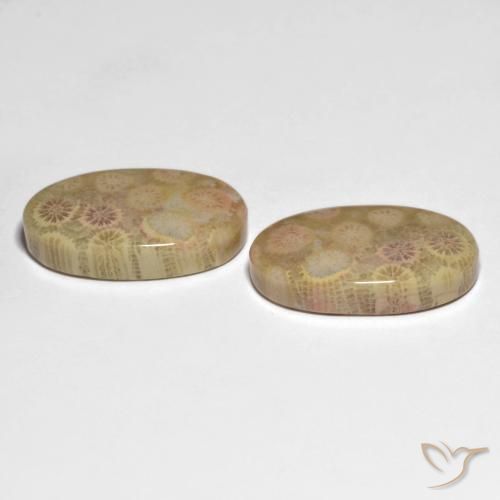 Gemas de Coral fósil Multicolor natural de 26.13 ct, Ovalada, Opaco