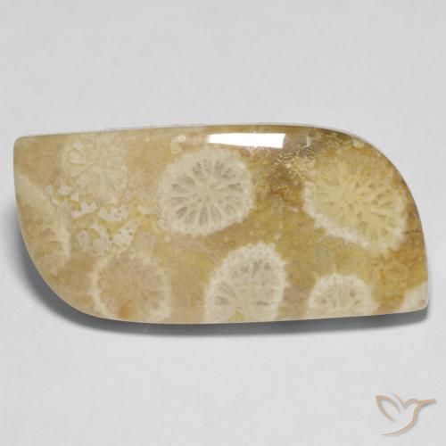 Coral fósil Multicolor natural de 13.52 ct, Forma elegante, Opaco