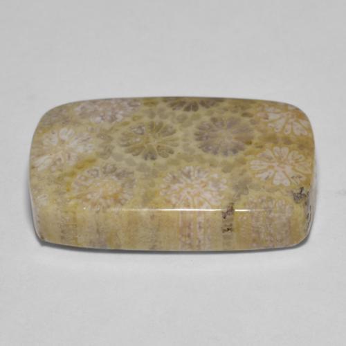 Coral fósil Multicolor natural de 15.35 ct, Corte Cojín, Opaco