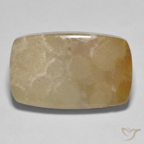 16.72ct Natural Multicolor Coral fósil, Forma Cojín, Opaco