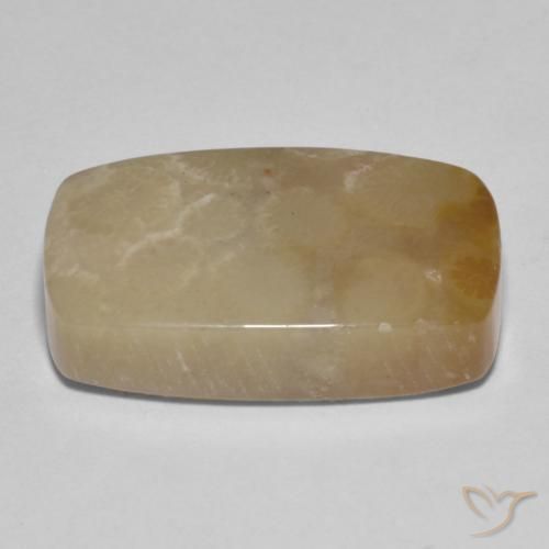 Coral fósil Multicolor natural de 16.72 ct, Forma Cojín, Opaco