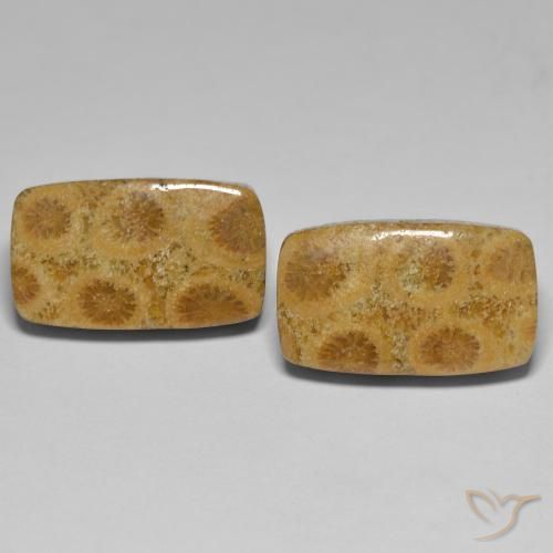 23.03ctw Natural Multicolor Coral fósil, Forma Cojín, Opaco