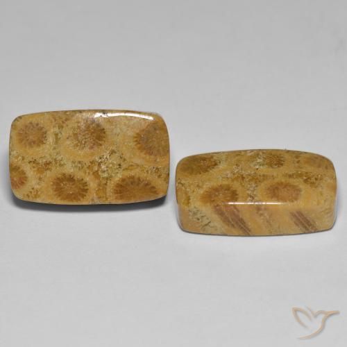 Gemas de Coral fósil Multicolor natural de 23.03 ct, Forma Cojín, Opaco