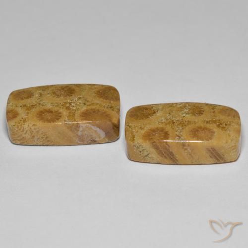 Gemas de Coral fósil Multicolor natural de 23.03 ct, Forma Cojín, Opaco