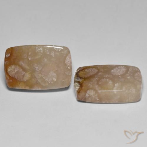 Gemas de Coral fósil Multicolor natural de 26.92 ct, Forma Cojín, Translúcido