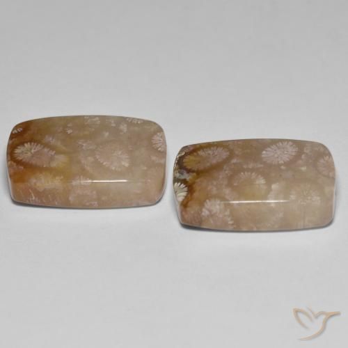 Gemas de Coral fósil Multicolor natural de 26.92 ct, Forma Cojín, Translúcido