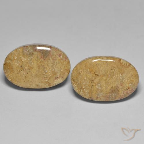24.35ctw Natural Multicolor Coral fósil, Ovalada, Opaco