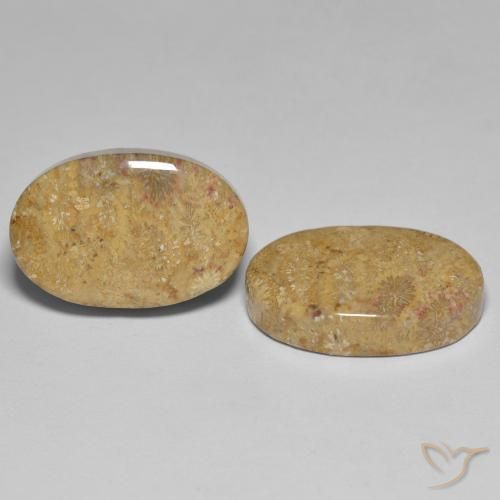 Gemas de Coral fósil Multicolor natural de 24.35 ct, Ovalada, Opaco